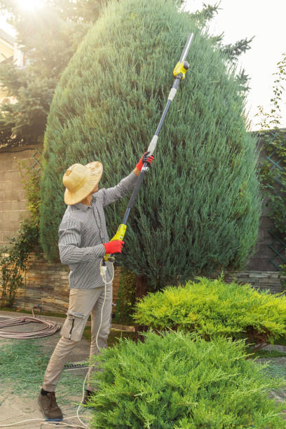 Trusted Ladera Heights, CA Tree Services Experts